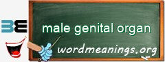 WordMeaning blackboard for male genital organ